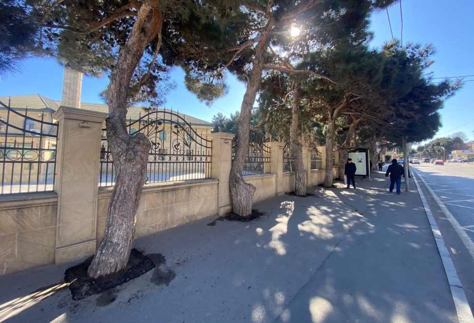 Suraxanı rayonunda ağacların dibi asfaltdan təmizlənib