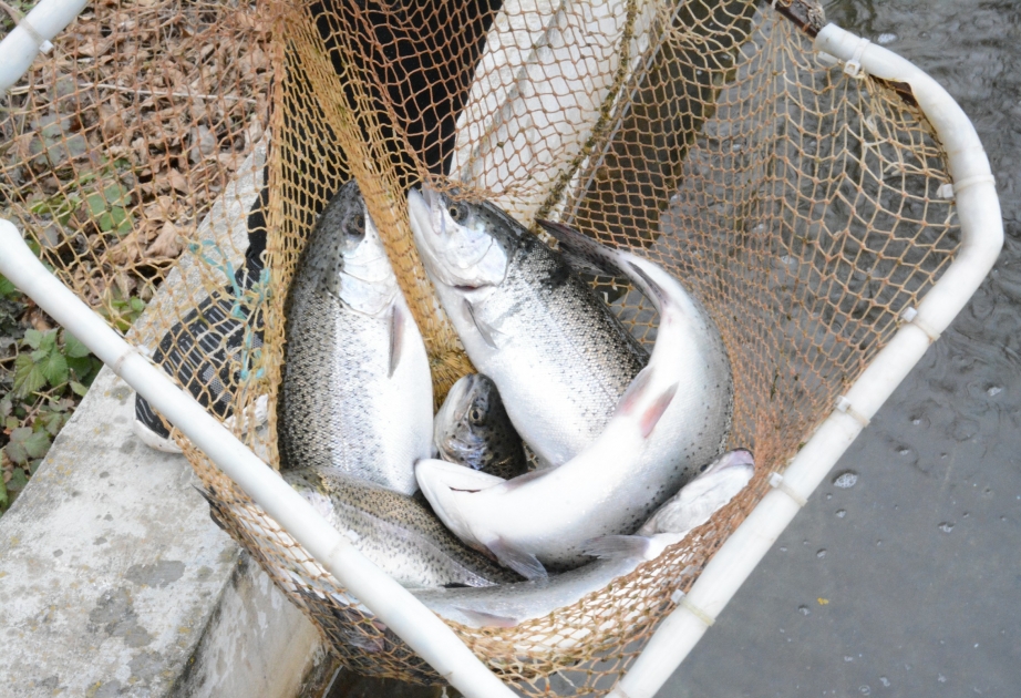Qızılxallı farel balığı necə yetişdirilir? –  Xaçmazdan REPORTAJ VİDEO