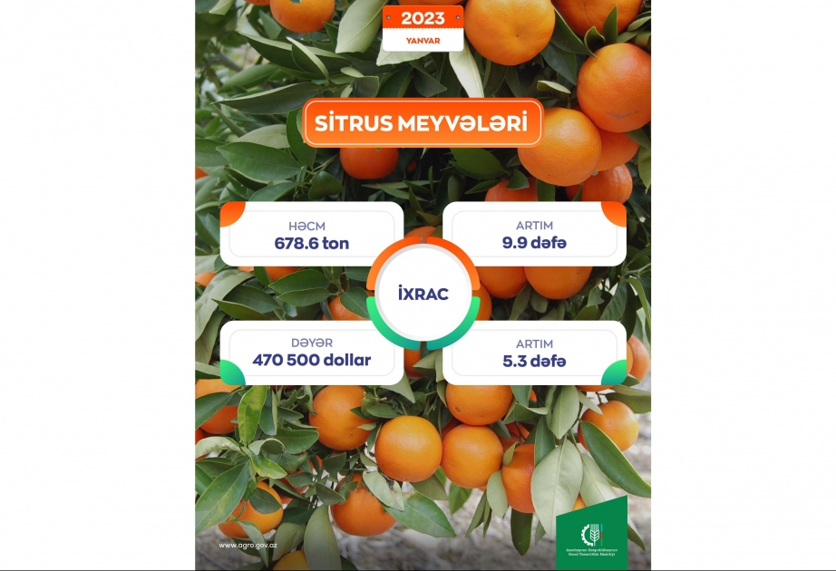 Sitrus meyvələrinin ixracı 9,9 dəfə artıb