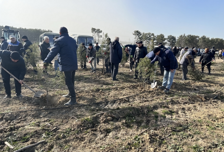 Ulu Öndərin 100 illik yubileyinə həsr olunmuş ağacəkmə aksiyası keçirilib