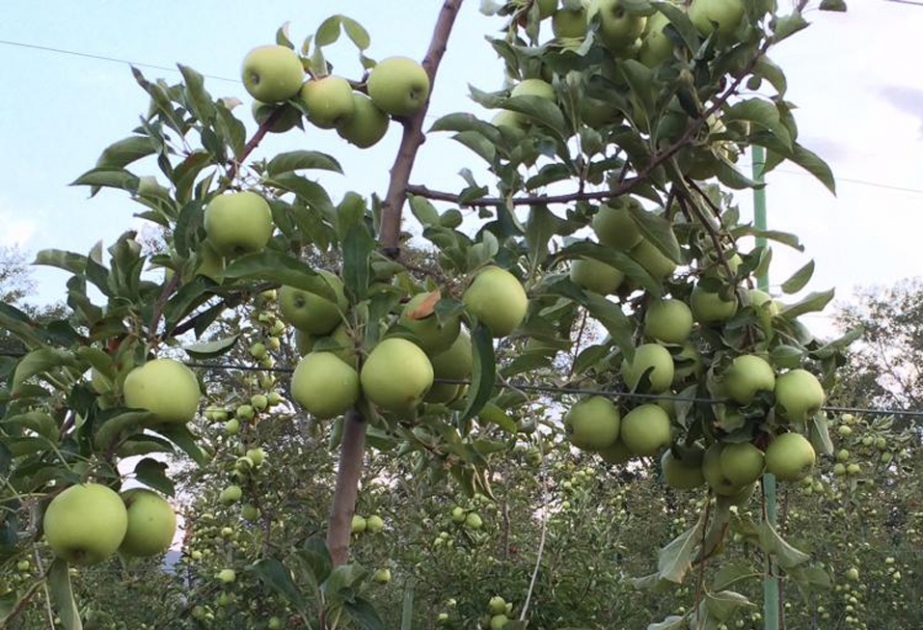 Ötən il Oğuzda 289,9 hektarda yeni meyvə bağları salınıb