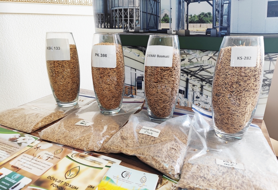 Azərbaycana yeni gətirilmiş çəltik sortlarının təqdimatı keçirilib