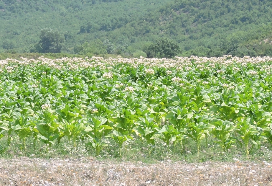 Qaxda 400 hektardan çox sahədə tütün əkini proqnozlaşdırılır