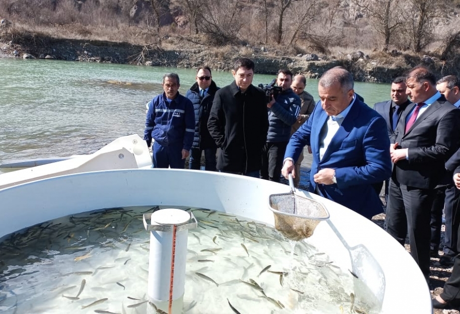 Həkəri çayına balıq körpələri buraxılıb VİDEO