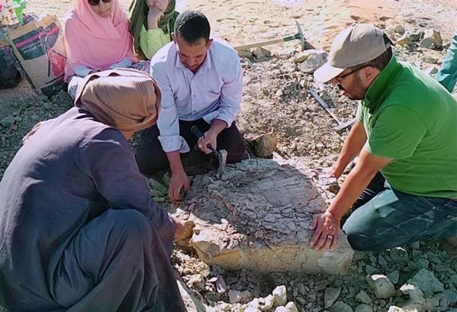 Misir tədqiqatçıları 70 milyon il əvvələ aid tısbağa qalıqları tapıblar