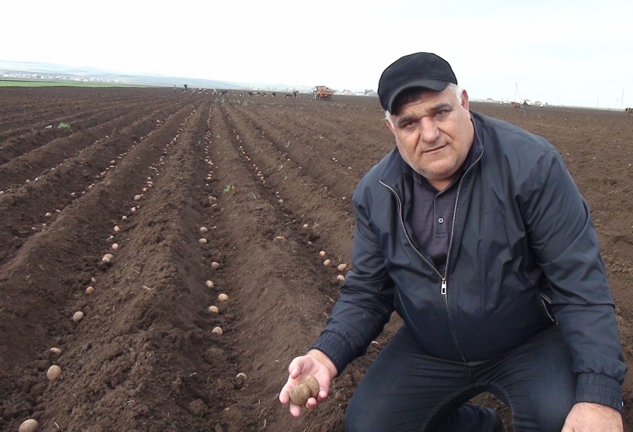 Cəlilabadda yerli kartof toxumçuluğu inkişaf etdirilir