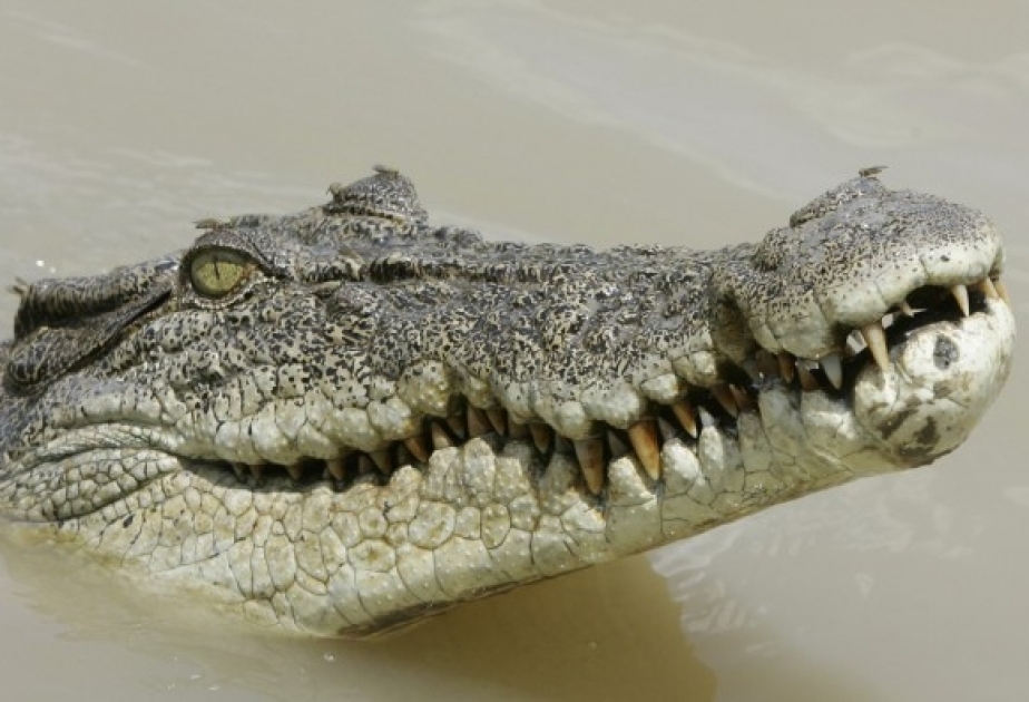 Australien: Krokodil beißt Mann und tötet Hund