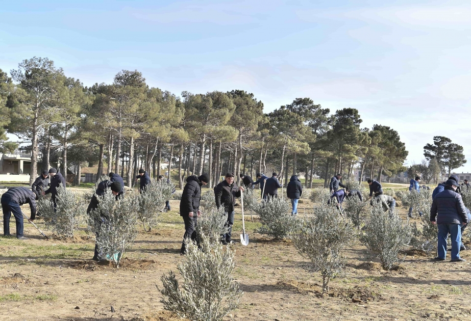 Ümummilli Lider Heydər Əliyevin 100 illik yubileyi ilə əlaqədar ağacəkmə aksiyası keçirilib