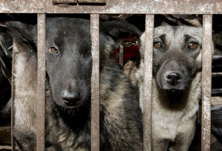 In Asien 30 Millionen Hunde offenbar jährlich geschlachtet