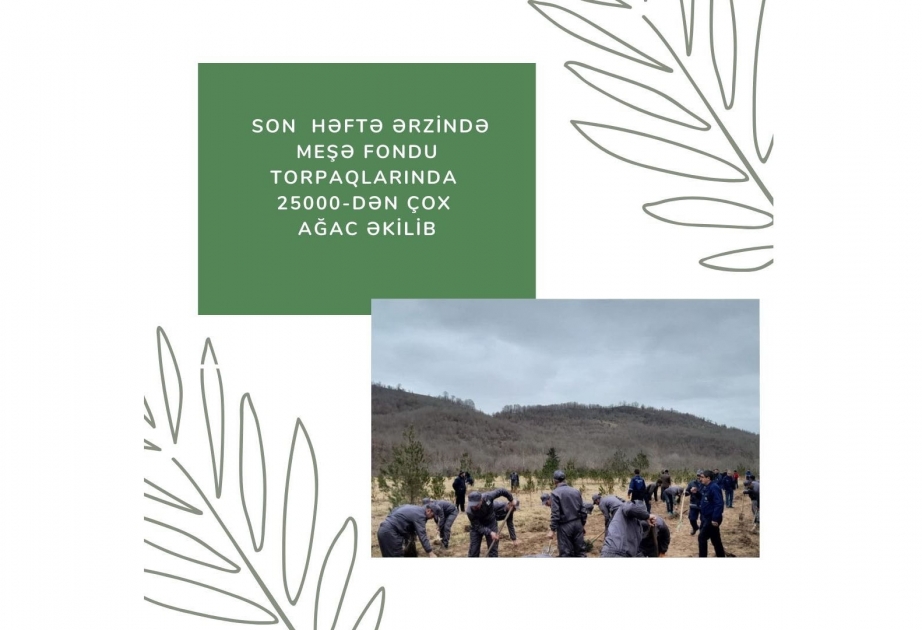 Son həftə ərzində meşə fondu torpaqlarında 25 mindən çox ağac əkilib
