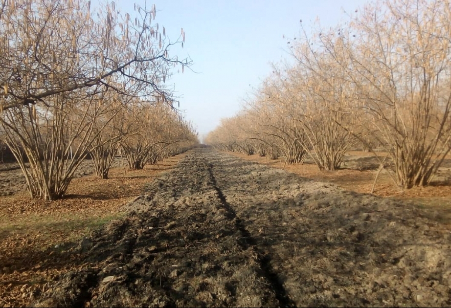 Son illər Qaxda 4 min hektaradək sahədə yeni fındıq bağları salınıb