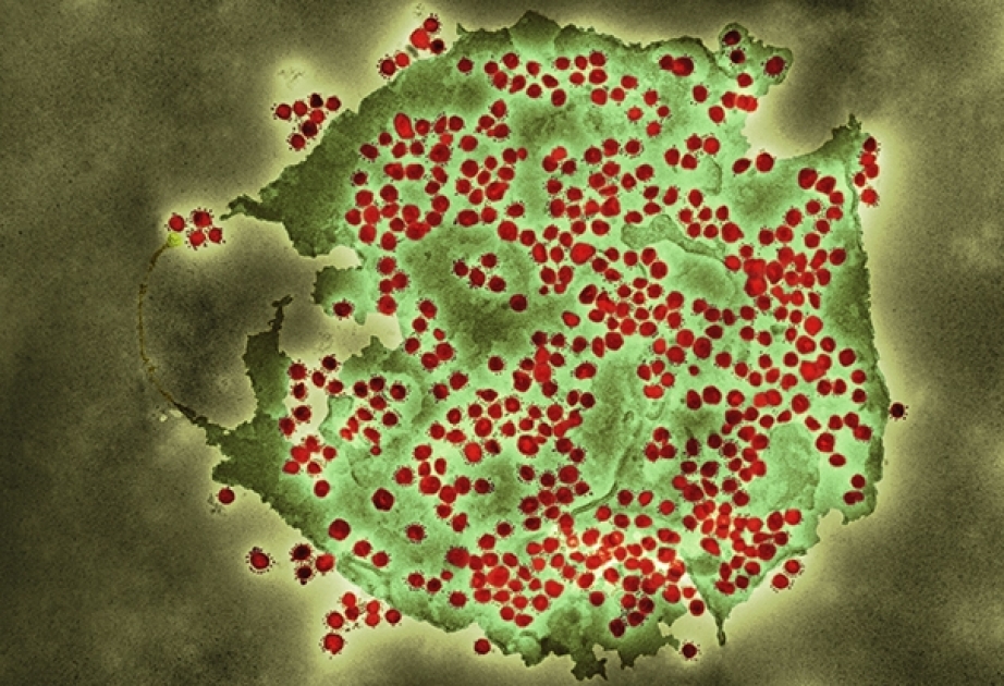 COVID-19: Aktuelle Daten zum Coronavirus in Aserbaidschan