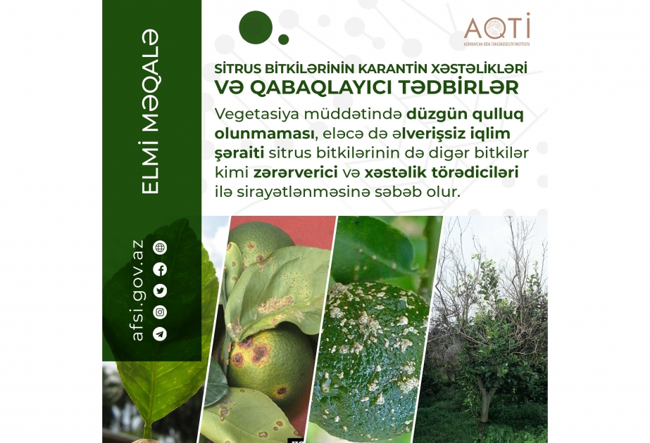 Sitrus bitkilərinin karantin xəstəlikləri və qabaqlayıcı tədbirlər