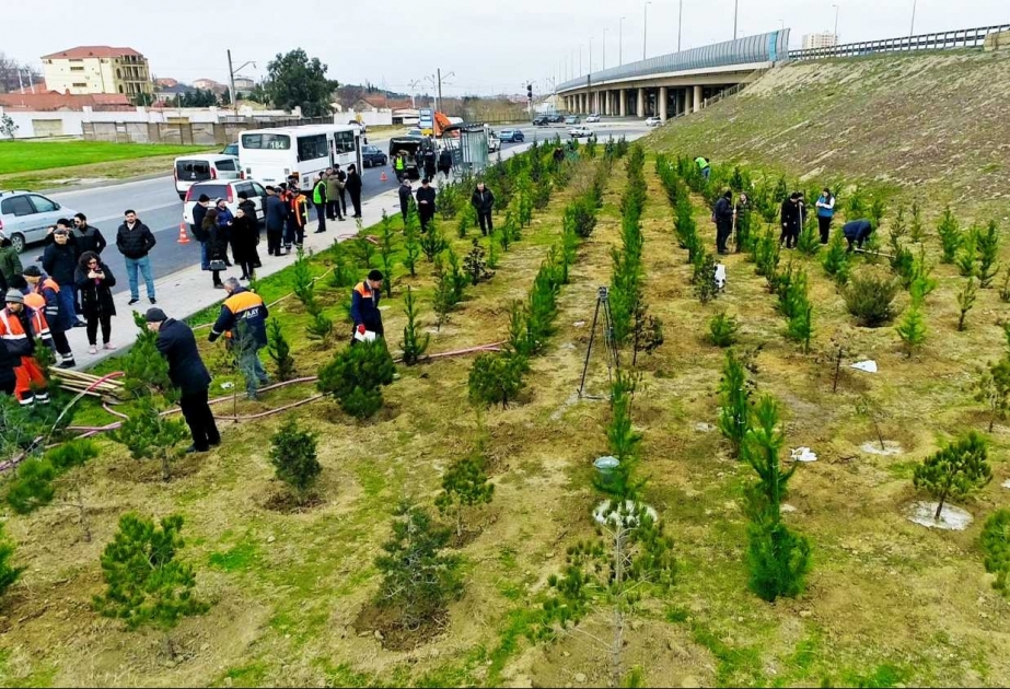 “Heydər Əliyev İli” çərçivəsində ağacəkmə aksiyası keçirilib