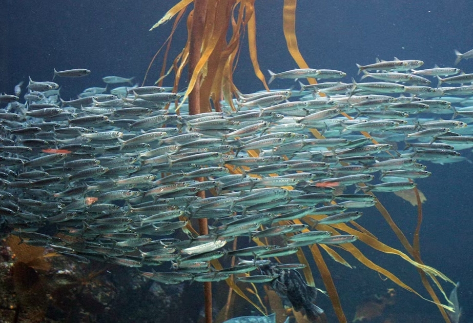 Conclusion d’un accord historique à l’ONU sur la protection de la biodiversité marine en haute mer