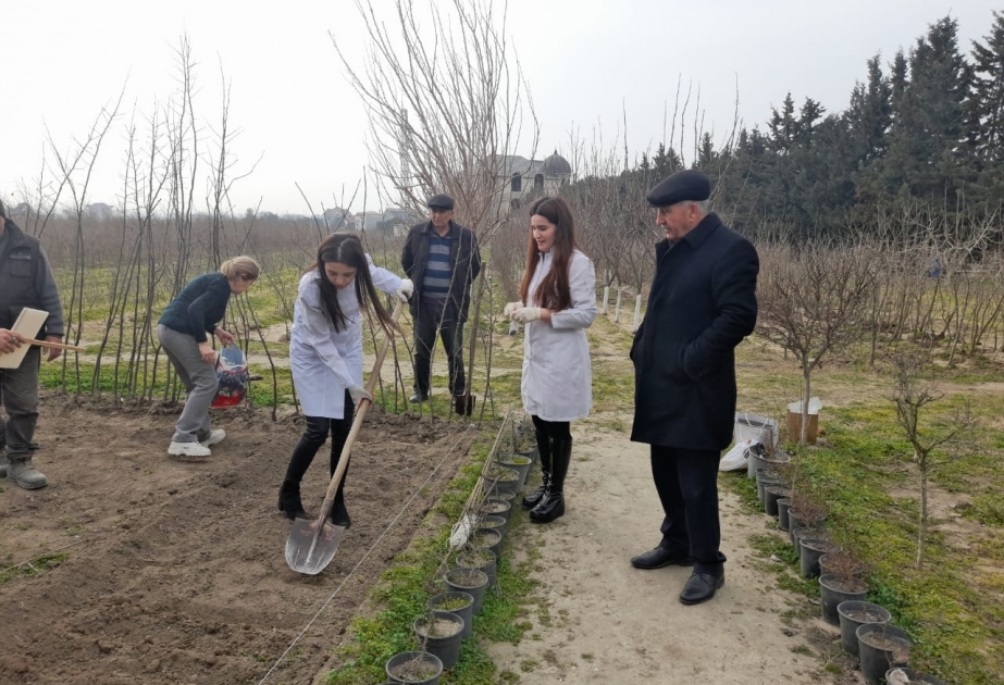 Dendrologiya İnstitutu: Xarici ölkələrdən alınan toxumlar təcrübə sahəsində əkilib
