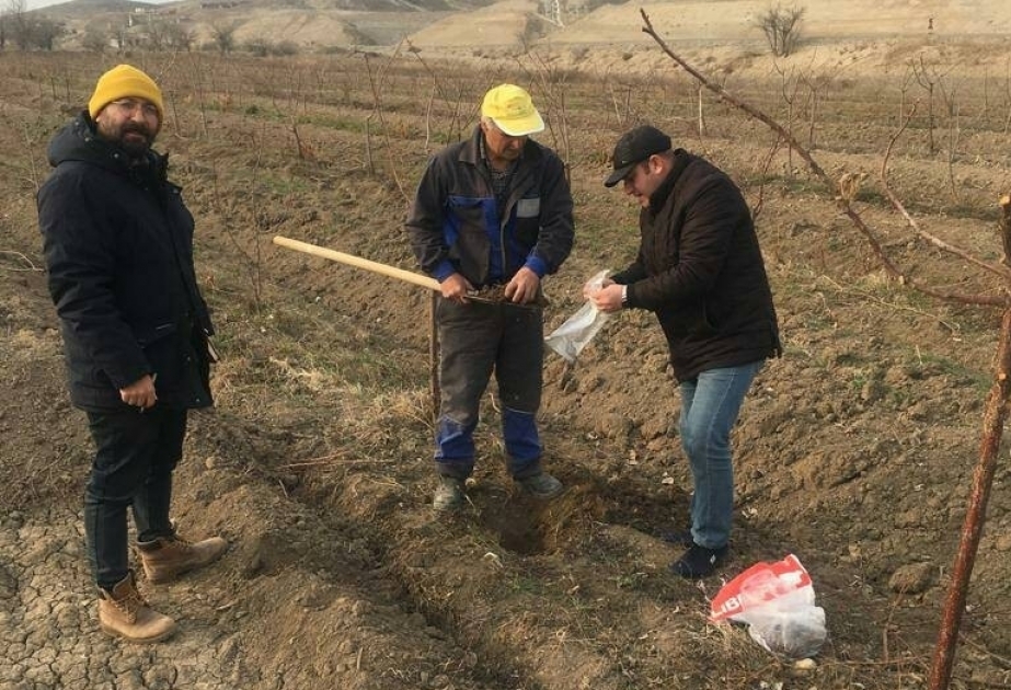 Ученые-почвоведы провели исследования в Восточно-Зангезурском экономическом районе

