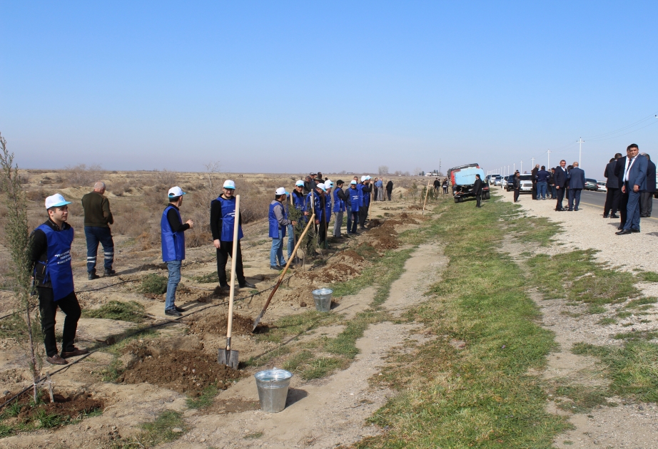 Ulu Öndərin 100 illiyi münasibətilə Hacıqabulda 500 ədəd sərv və şam ağacı əkilib