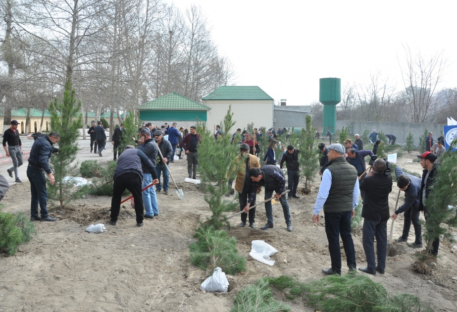 Bərdədə keçirilən aksiyada 300 ədəd şam ağacı əkilib