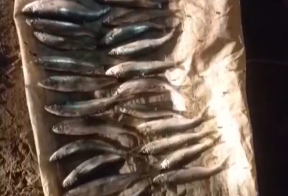 Saatlıda qanunsuz balıq ovu ilə məşğul olan şəxs saxlanılıb