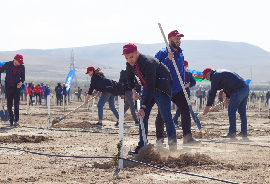 ®  “Kapital Bank” əməkdaşları ağacəkmə aksiyasında iştirak etdi