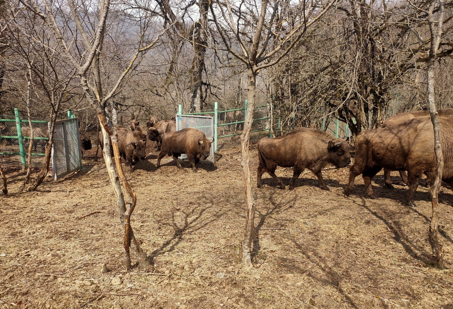 在伊斯梅尔雷将27只欧洲野牛放入野外