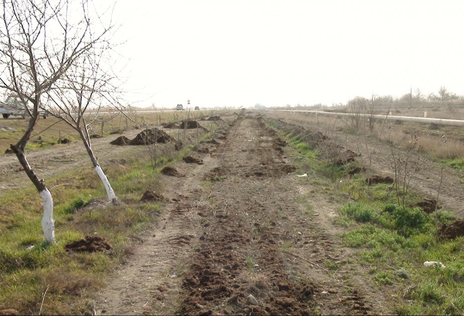 Sabirabadda ağacəkmə aksiyası keçirilib