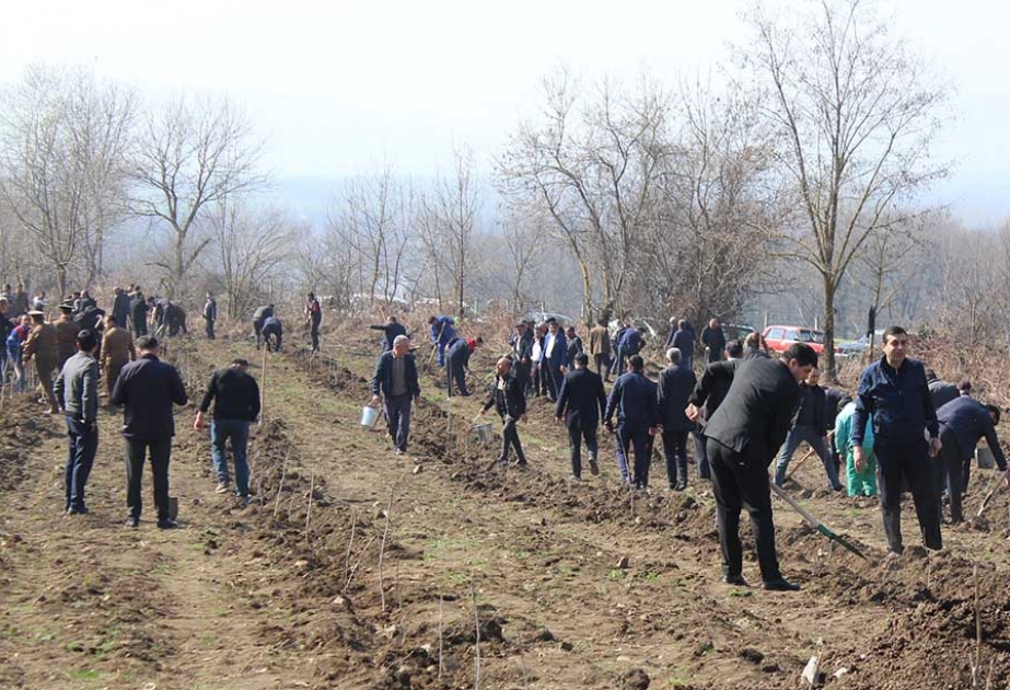 “Heydər Əliyev İli” çərçivəsində Qəbələdə ağacəkmə aksiyası keçirilib