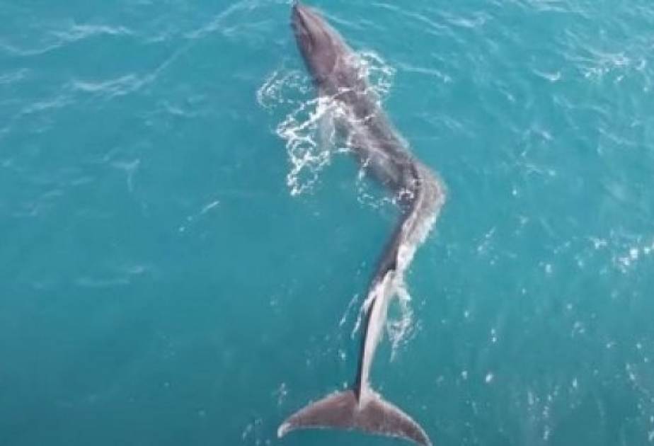 В море обнаружен огромный кит со сколиозом