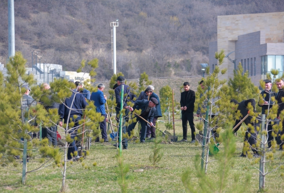 Im Rahmen des “Jahres von Heydar Aliyev“ Baumpflanzaktion in Scheki durchgeführt