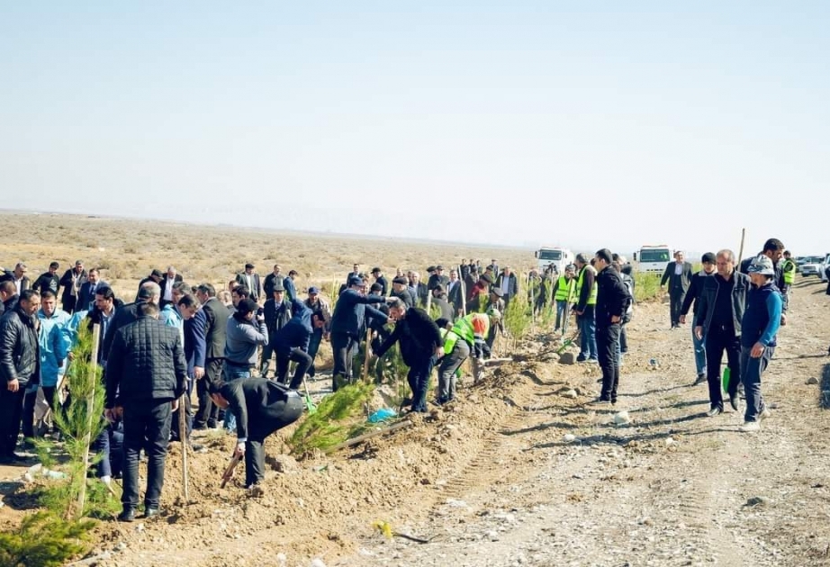 “Heydər Əliyev İli” çərçivəsində YAP-ın yerli təşkilatları ağacəkmə kampaniyası keçirib