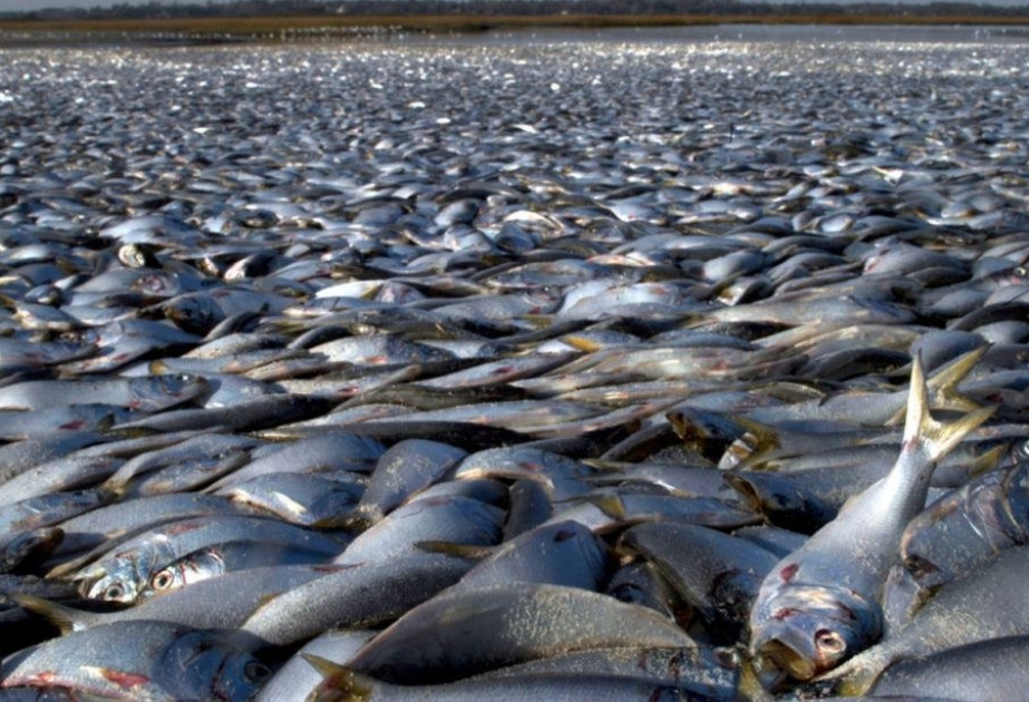 Avstraliyada milyonlarla ölü balıq sahilə çıxıb