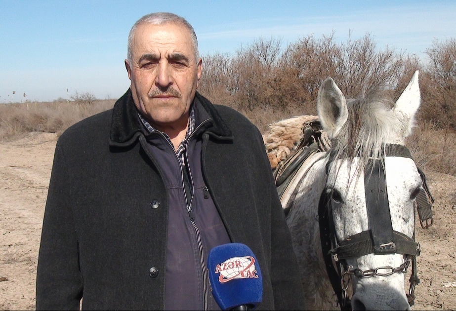 İmdad Məhərrəmov: Doğma yurduma Qarabağ atı ilə qayıtmaq ən böyük arzumdur
