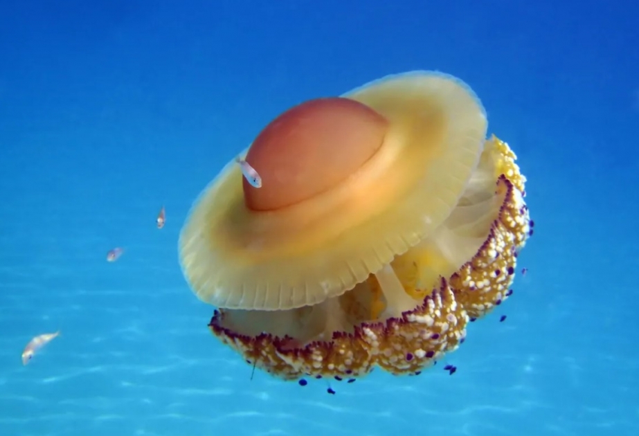 Медуза, похожая на жареное яйцо