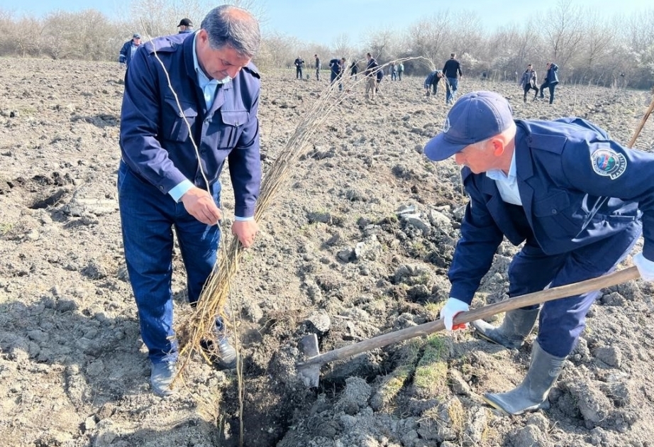 Más de 800 mil árboles han sido plantados en territorios del fondo forestal de Azerbaiyán desde el comienzo de la temporada de siembra de primavera