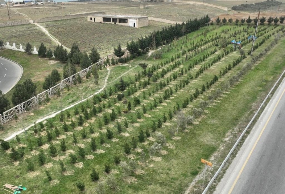 Abşeron rayonunda “Heydər Əliyev İli” çərçivəsində ağacəkmə aksiyası keçirilib