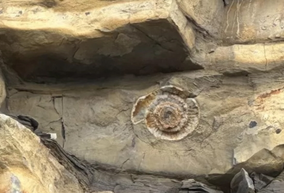 Мальчик обнаружил останки доисторического моллюска