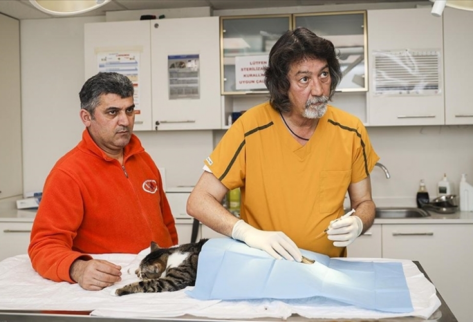 Kök hüceyrə terapiyası iflic olan heyvanların müalicəsində 70 faiz müsbət nəticə verir