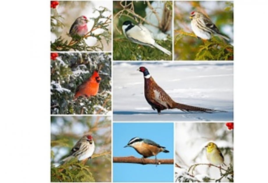 La Journée internationale des oiseaux