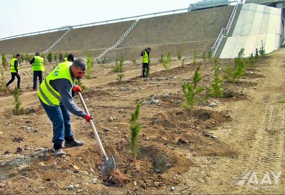 “Heydər Əliyev İli” çərçivəsində növbəti ağacəkmə aksiyası keçirilib