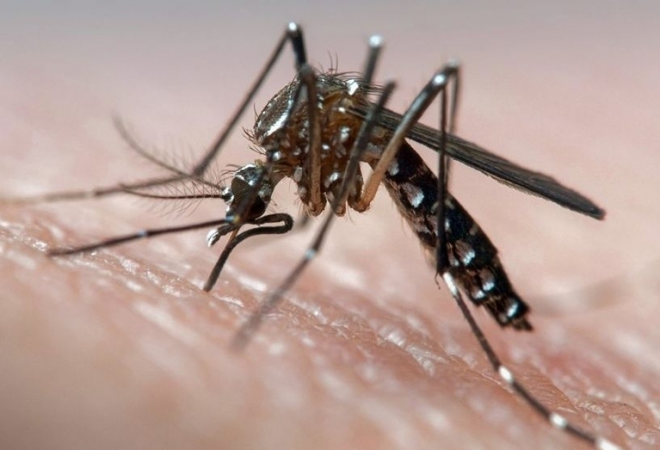WHO warns of surge in dengue, chikungunya cases