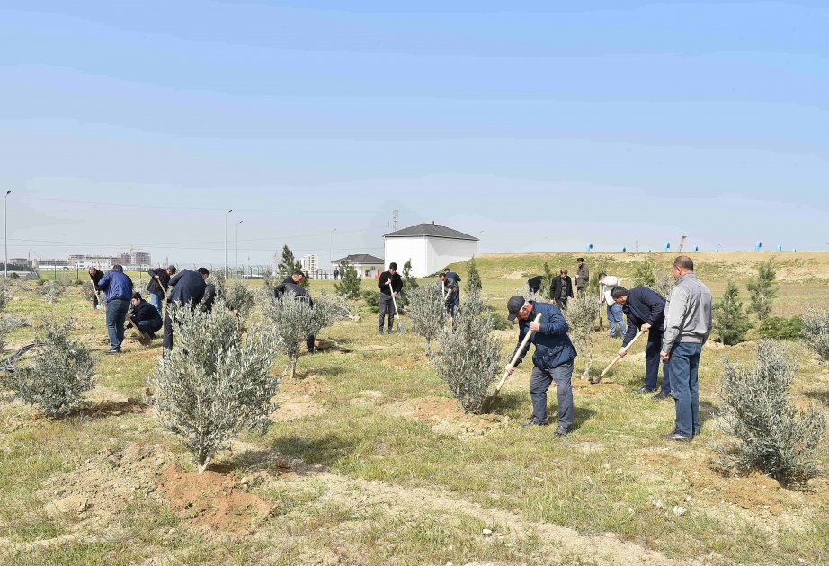 “Azərsu” ağacəkmə aksiyasını davam etdirir