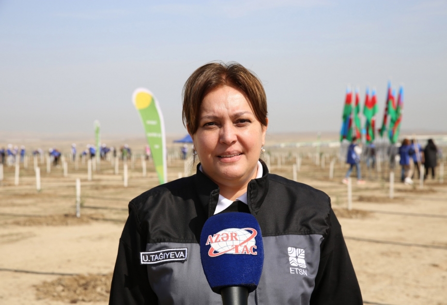Umayra Tağıyeva: Yaşıllıq zolağının genişlənməsi və daim mövcud olması üçün müasir suvarma sistemləri quraşdırılıb