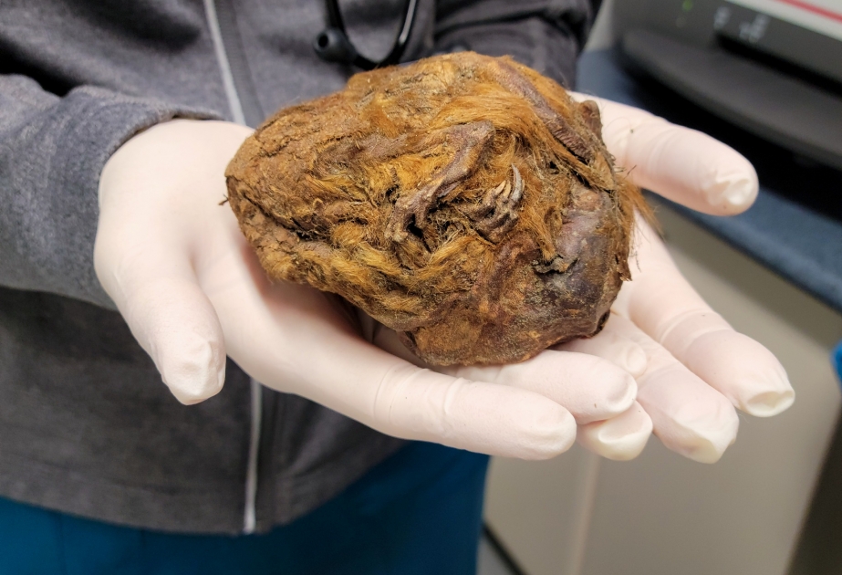 В вечной мерзлоте Канады нашли 30 000-летнюю мумию зверя