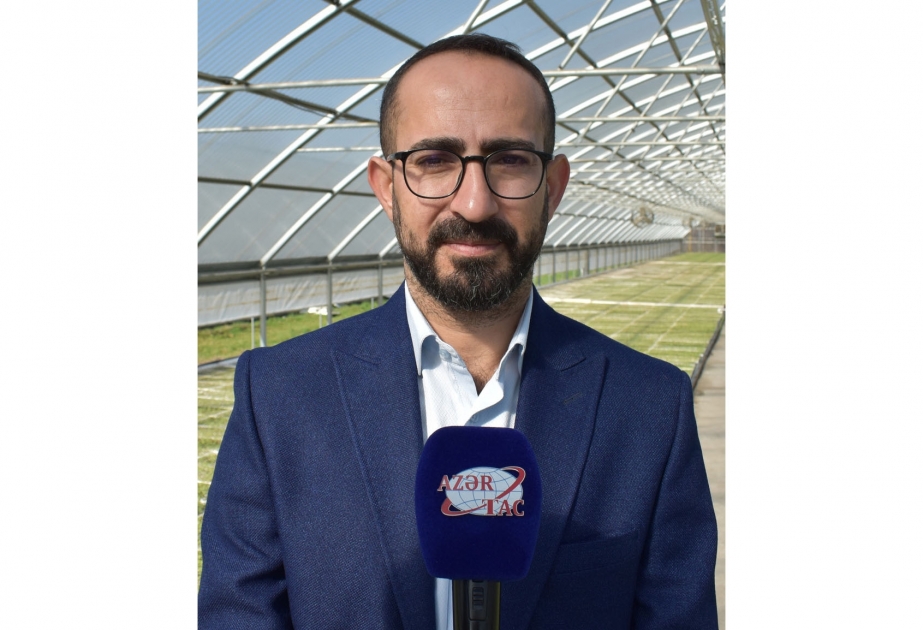 “Azərtütün” şimal-qərb rayonlarında 656,5 hektar sahədə tütün əkəcək