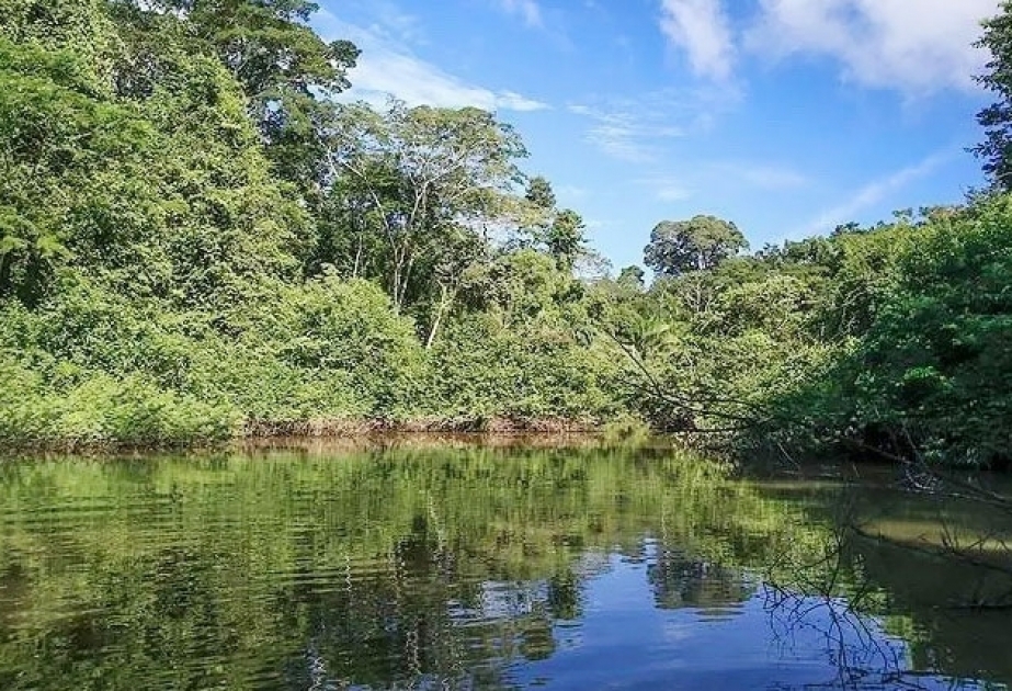 Los bosques autóctonos evitan 15 millones de casos anuales de enfermedades