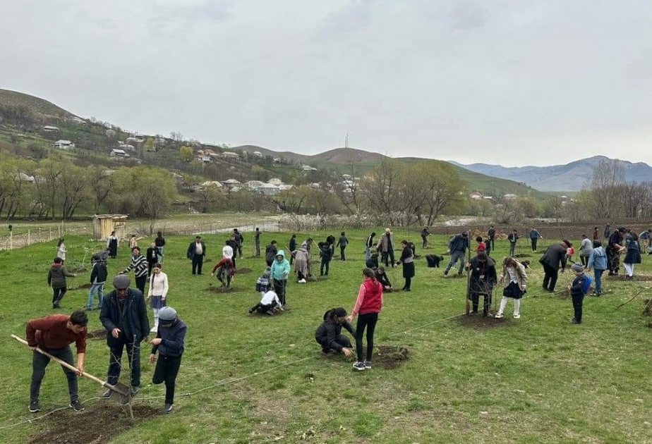 Gədəbəydə aksiya: 200-dən çox meyvə ağacı əkilib