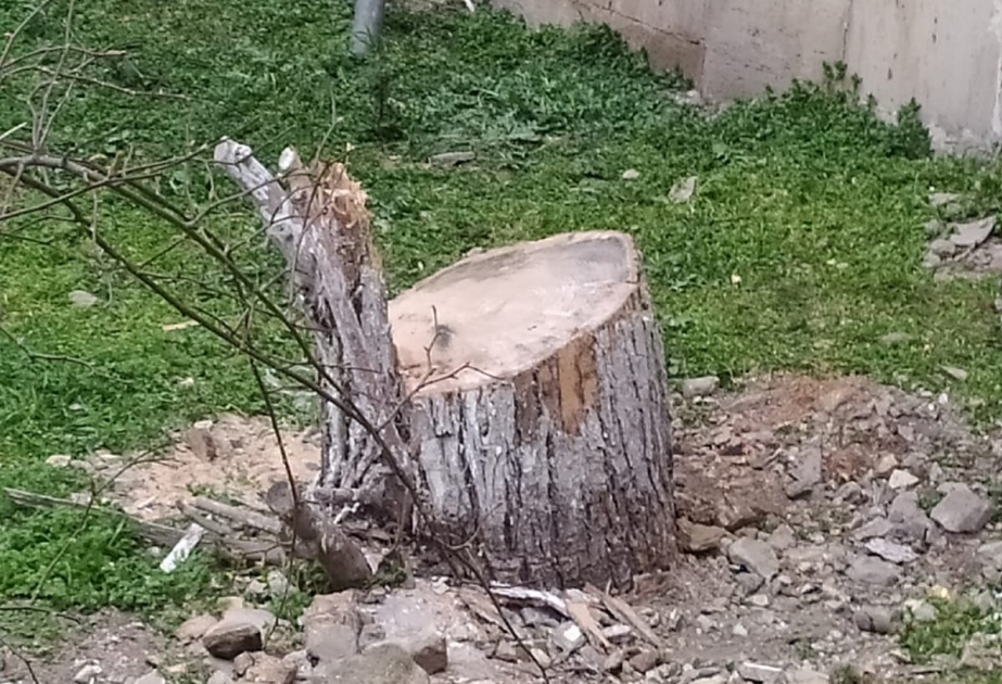 Sumqayıt, Hacıqabul və Samuxda ağacların qanunsuz kəsilməsi faktı aşkarlanıb