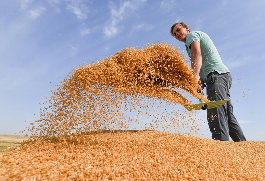 الكرملين: احتمال تمديد اتفاقية شحن الحبوب 