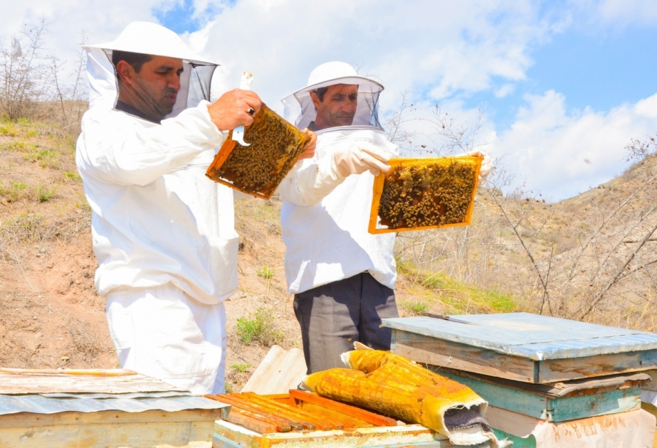 Los apicultores de Dashkasan reciben servicios individuales de asesoramiento agrario